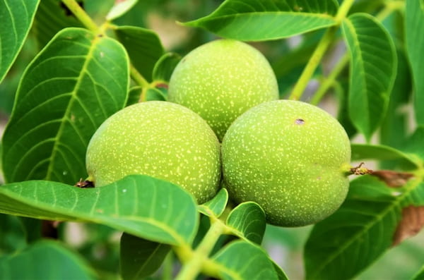 تصویر 1 از خرید و قیمت نهال گردو اسرائیلی + فروش عمده